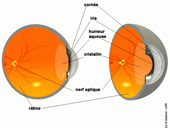 Vue 3D de l'oeil Vue 3D de l'oeil