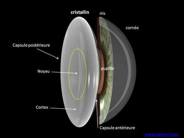 segment anterieur anatomie cristallin