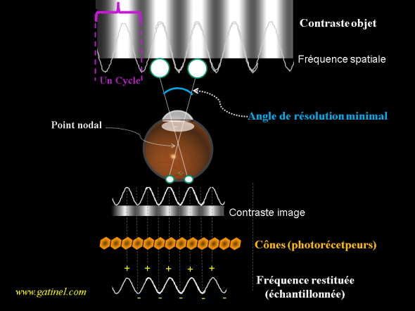 Acuité visuelle et densité des photorécepteurs