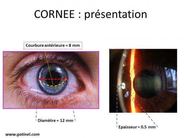 La cornée est une coupole globalement hémisphérique, située à l'avant de l'œil. Elle est transparente, et permet de visualiser les détails de l'iris et de la pupille irienne. 
