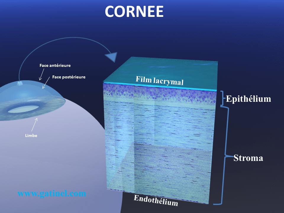 La cornée - Docteur Damien Gatinel