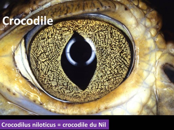 Oeil de crocodile pupille