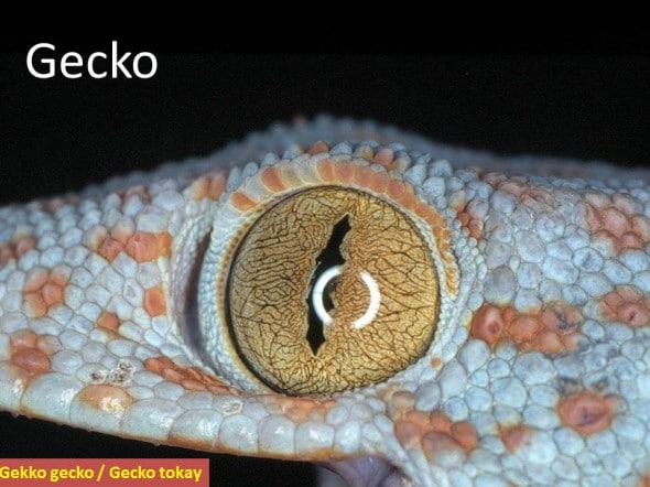 Pupille du gecko