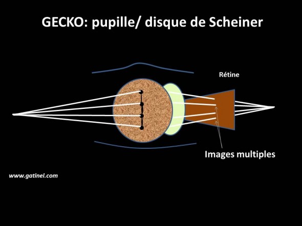 Pupille du gecko et disque de Scheiner