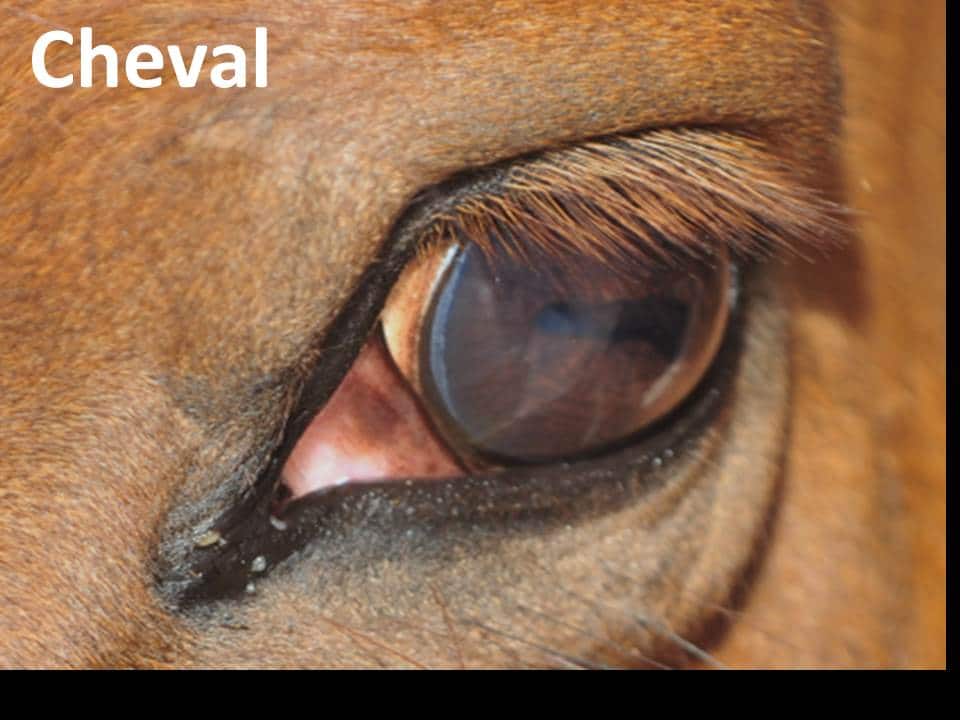 Pupilles De Yeux Des Animaux Docteur Damien Gatinel