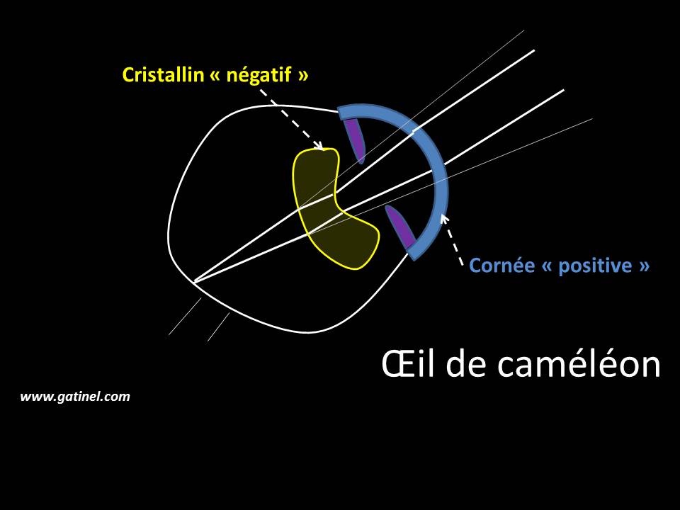 Pupilles De Yeux Des Animaux Docteur Damien Gatinel Pupilles De Yeux Des Animaux Docteur Damien Gatinel