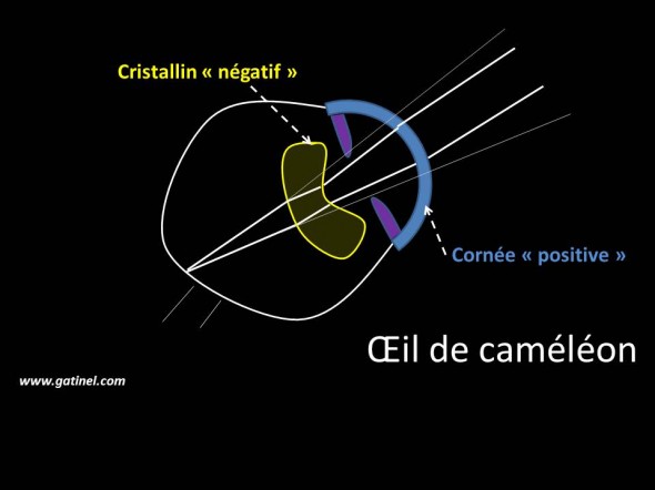 Le couple cornée (lentille fortement positive) et cristallin (lentille faiblement négative) de l’œil du caméléon induit un grossissement important de l’image rétinienne, et offre une importante capacité de mise au point (accommodation). 