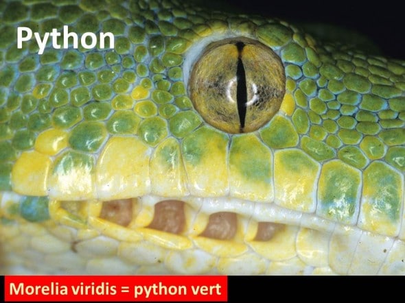 Pupille d'oeil de python