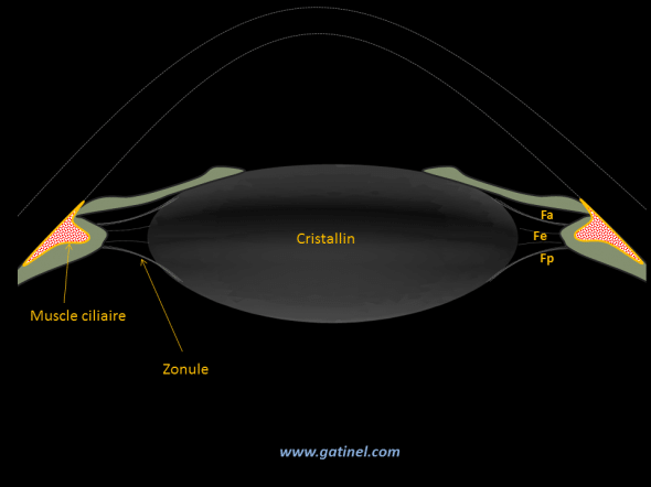 Muscle ciliaire a repos: il fait partie du corps ciliaire, sur lequel sont insérées les fibres de la zonule : Fa : fibres antérieures, Fe : fibres équatoriales, Fp: fibres postérieures. 