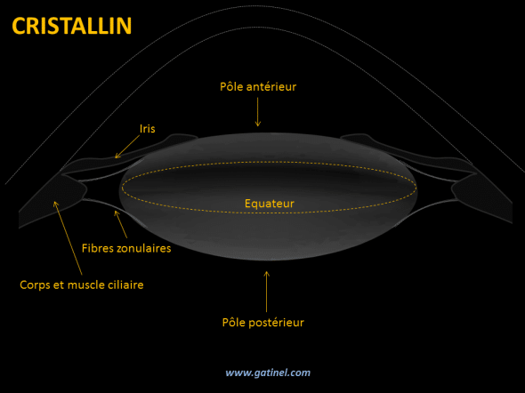 cristallin anatomie