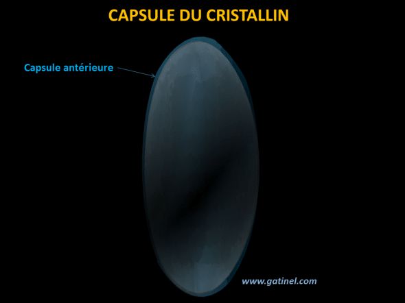 La capsule du cristallin est une enveloppe qui entoure l’intégralité du cristallin. Elle est plus épaisse vers l’équateur,  l’endroit où s’insèrent les fibres de la zonule. La capsule perd sa souplesse au fil du temps, expliquant la réduction du pouvoir accommodatif et l’apparition de la presbytie.  