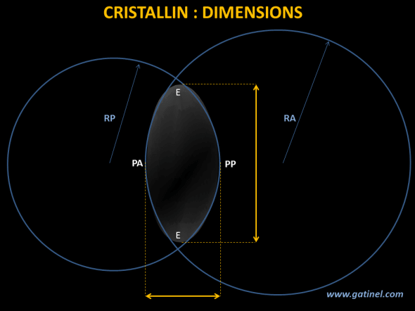 Dimensions globales du cristallin, assimilable à une lentille biconvexe asymétrique.  RA: rayon de courbure antérieur, RP : rayon de courbure postérieur. PA: pôle antérieur. PP : pôle postérieur. E : équateur. PA: pôle antérieur, PP: pôle postérieur 