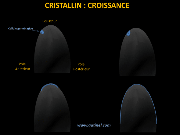 croissance du cristallin et cellules germinatives