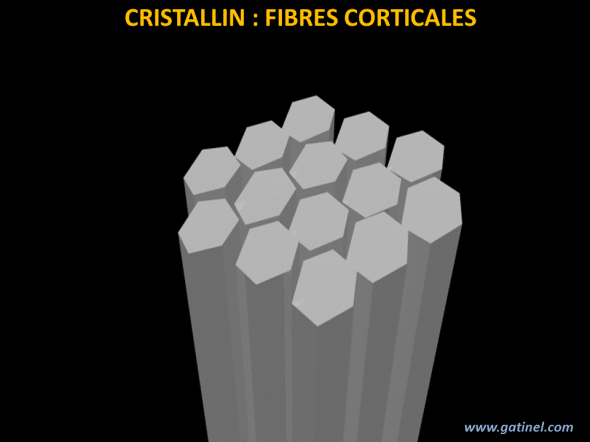 fibres du cristallin (cortex)