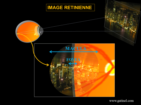 image formée sur la rétine